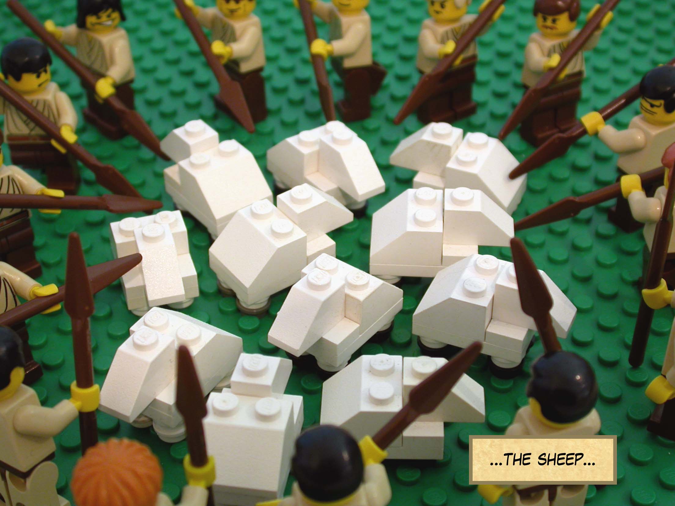 ...the sheep...
